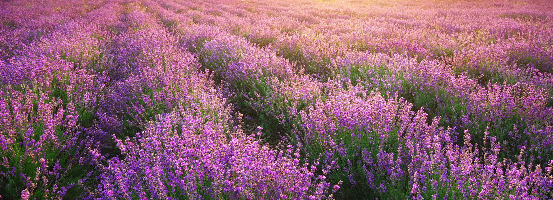 Load video: Peaceful tranquility is found in abundance when presented with the all-natural effects of Lavender.